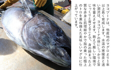 本まぐろ ヨコヅーナ 訳あり 本まぐろ 端材 1kg | 津久見市