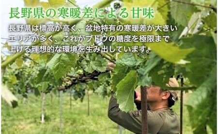 【2026年産】 訳ありシャインマスカット1kg ぶどう 葡萄 ブドウ マスカット 果物 くだもの フルーツ デザート 旬の果物 旬のフルーツ 長野