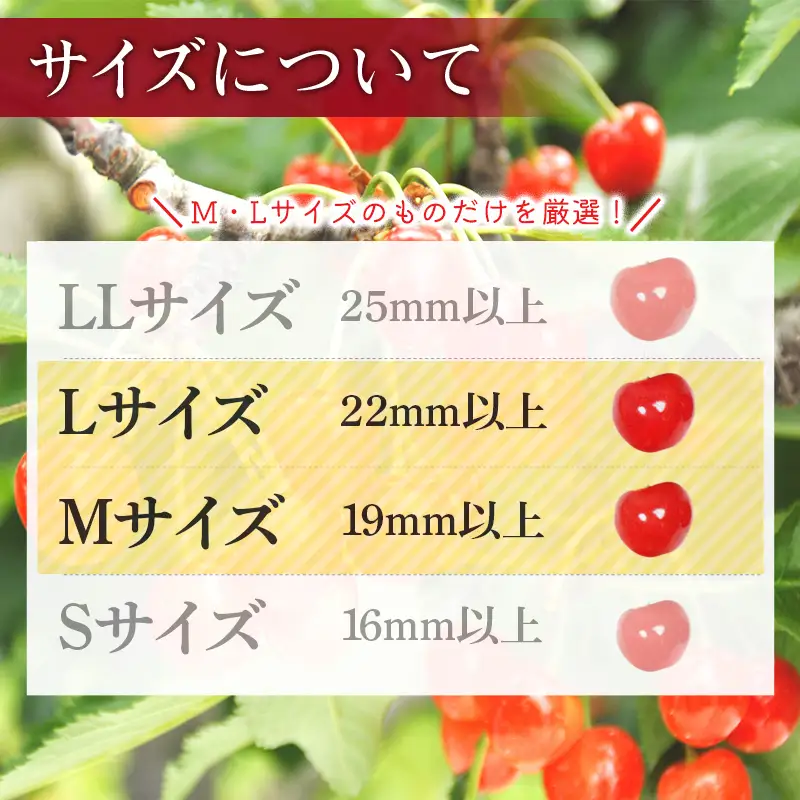 FYN6-534 ≪2026年先行予約≫ご家庭用 山形県産 さくらんぼ 品種おまかせ(佐藤錦・紅秀峰など) 720g(180g×4P) 丸秀 M以上 フードパック詰め 2026年6月中旬頃より発送 果物 くだもの フルーツ サクランボ チェリー 家庭用 自宅用 産地直送 山形県 西川町 月山