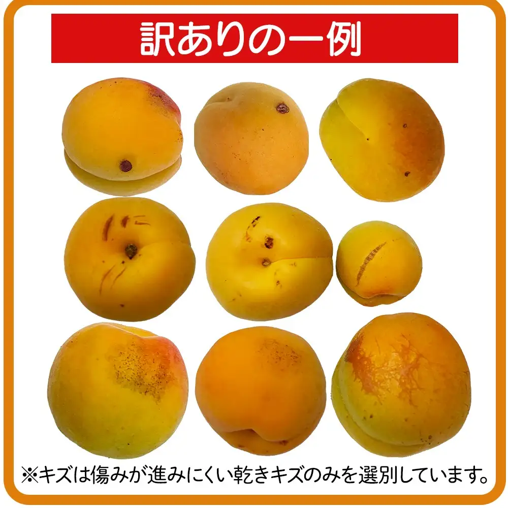 長野県千曲市産 加工用(訳あり)生あんず 1.5kg | あんず