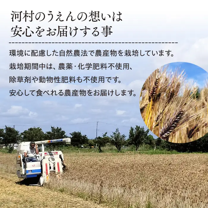 AB1-010 千葉県長生村産　自然栽培　ダイシモチ麦（六条大麦）300g×8袋