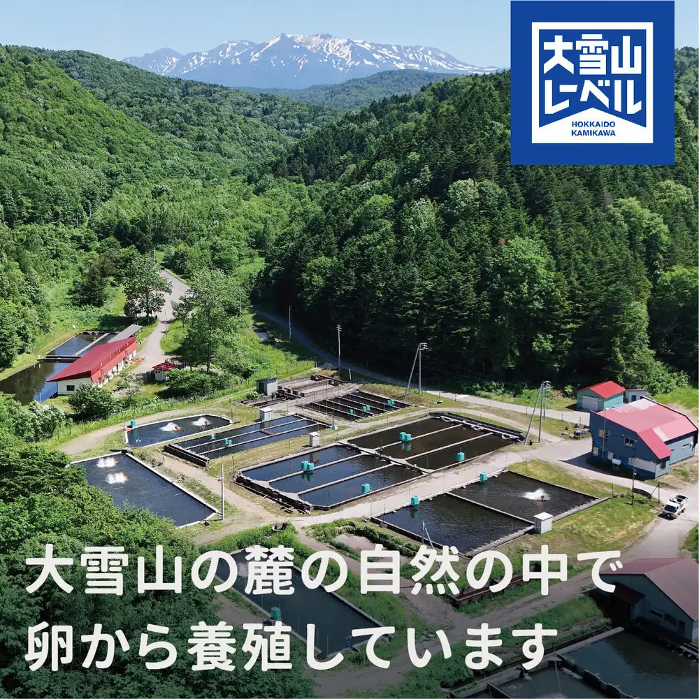 《先行予約》北海道大雪サーモン刺身用900g（約150g×6個程度）| サーモン