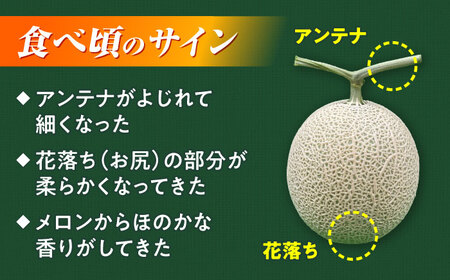 【先行予約】山鹿の恵み!匠の育てたアールスメロン（マスクメロン） 約1.8kg以上×1玉【きもと農園】[ZFQ003]