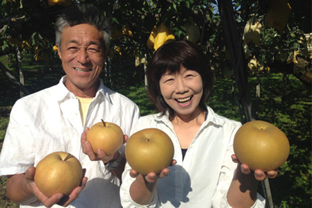 【2026年先行予約】和梨 新興 約4kg（6～8個）フルーツギフト《11月上旬?お届け》冬の味覚 産地直送加茂市 山伴しなの川フルーツガーデン 