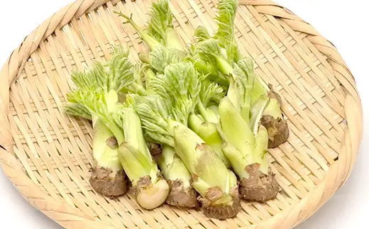 〈先行予約〉天栄村×鏡石町コラボ返礼品 山菜ごちそうセット ふきのとうとタラの芽（各100g） 山菜 野菜 食品 フキノトウ たらのめ 福島県 天栄村 鏡石町 F21T-487