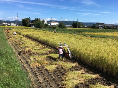 『どじょうのいる田んぼのお米』コシヒカリ 白米 約27kg | 馬場農園