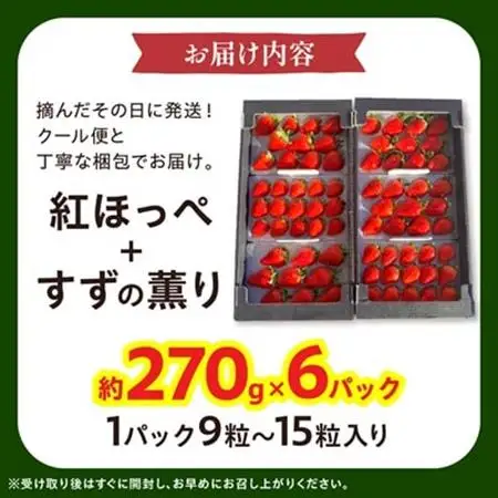 【2027年発送先行受付】静岡県産いちご「紅ほっぺ+すずの薫り」6P 約1.6kg(約270g×6)【配送不可地域：離島・北海道・沖縄県・東北・中国・四国・九州】【1127879】