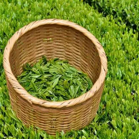 2025年度iTQi(国際味覚品質コンクール)優秀味覚賞受賞茶　掛川深蒸し茶かごよせ100g×7本【配送不可地域：離島・沖縄県】【1311720】