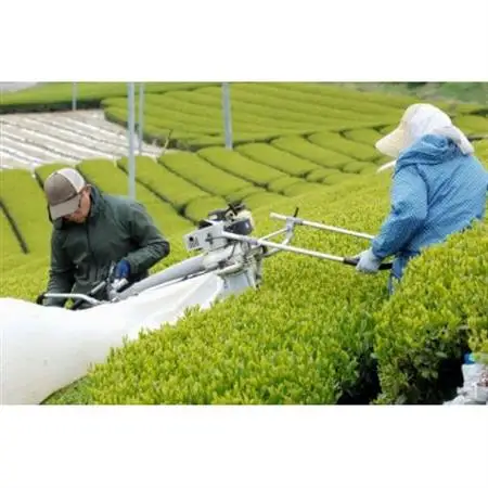 世界農業遺産 茶草場農法 深蒸し掛川茶 100g×3袋 静岡県掛川産 煎茶 一番茶【配送不可地域：離島・沖縄県】【1619202】