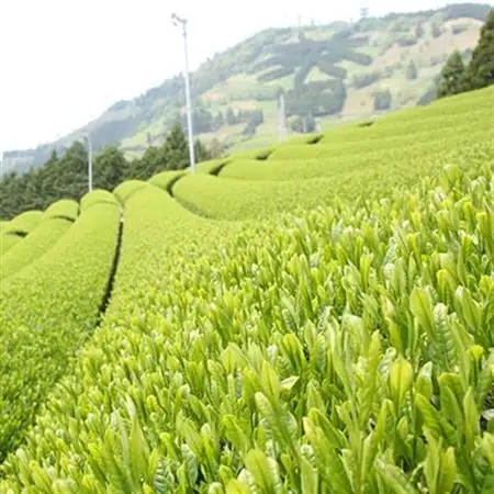 世界農業遺産「掛川深蒸し煎茶」粉砕スティック 20P×5箱【配送不可地域：離島・沖縄県】【1692678】