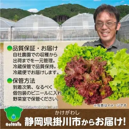 【5種×1株セット】湧き水で育ったこだわりリーフレタス「掛川ラットューガ」【配送不可地域：離島・北海道・沖縄県・四国・九州】【1694968】