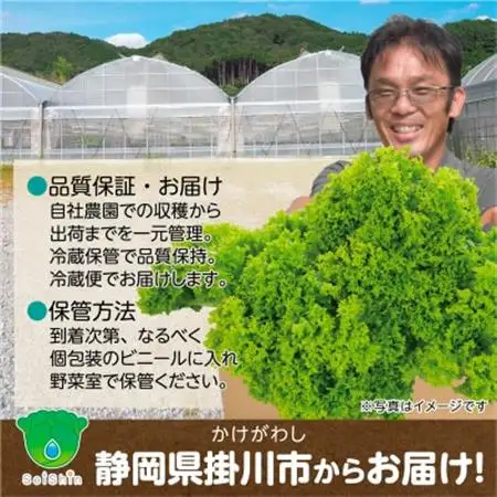 【こだわりの1種×6株】リーフレタス「掛川ラットューガ・レジーナ」【配送不可地域：離島・北海道・沖縄県・四国・九州】【1695451】