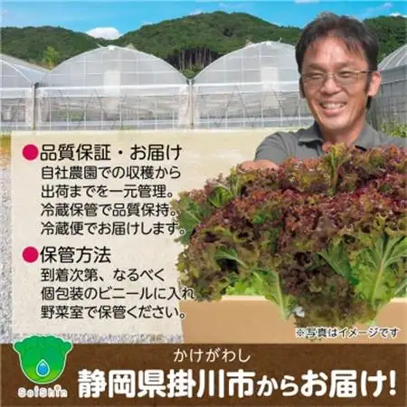 【1種×6株】山里の湧き水育ちリーフレタス「掛川ラットゥーガ・ロロロッサ」【配送不可地域：離島・北海道・沖縄県・四国・九州】【1696202】