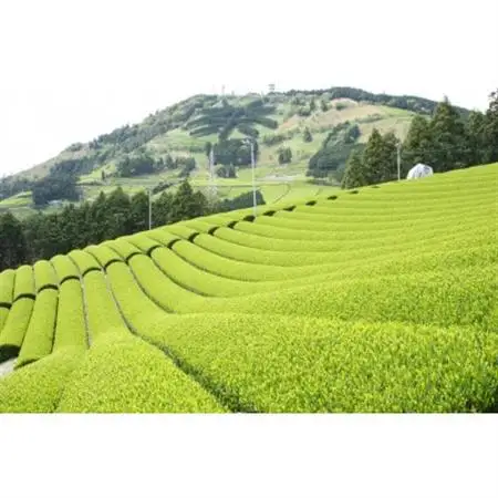 かけがわ抹茶饅頭 8個入り・ささゆりティーバッグ・ききょう茶葉　和み個包装セット　各5g×10袋【配送不可地域：離島・沖縄県】【1719465】