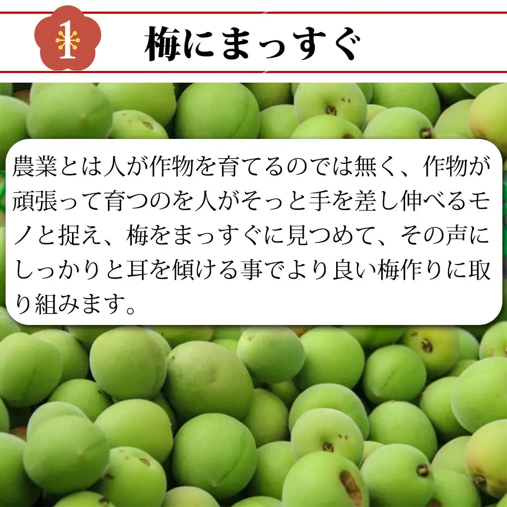 梅と塩だけのまっすぐな梅干し 1kg 塩分約20％｜昔ながらの製法 自家農園 和歌山みなべ町 梅干 白干し 梅 うめ 南高梅 紀州梅干 ギフト【masugu001A】