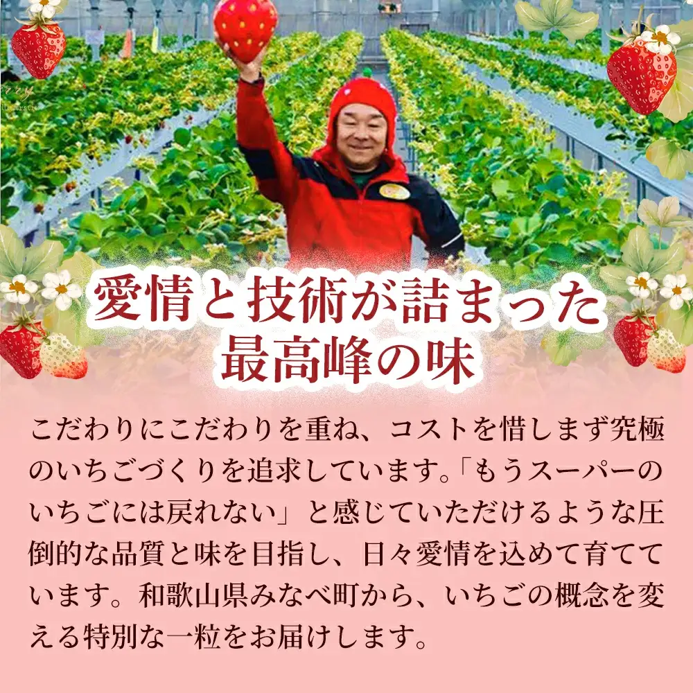 【体験】いちご狩り体験チケット ( 1名様分) 【maato001A】