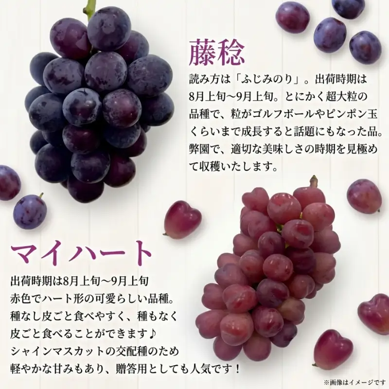 【2026年先行予約】28種の大粒品種から届く「秋の大粒ぶどう宝石箱」（シャインマスカット1房含む）約1.5kg（9月中旬～下旬発送分）|ぶどう 詰合せ 希少 セット 大粒  残暑見舞い 敬老の日 葡萄 ブドウ 果物 フルーツ くだもの 大阪 贈答 プレゼント