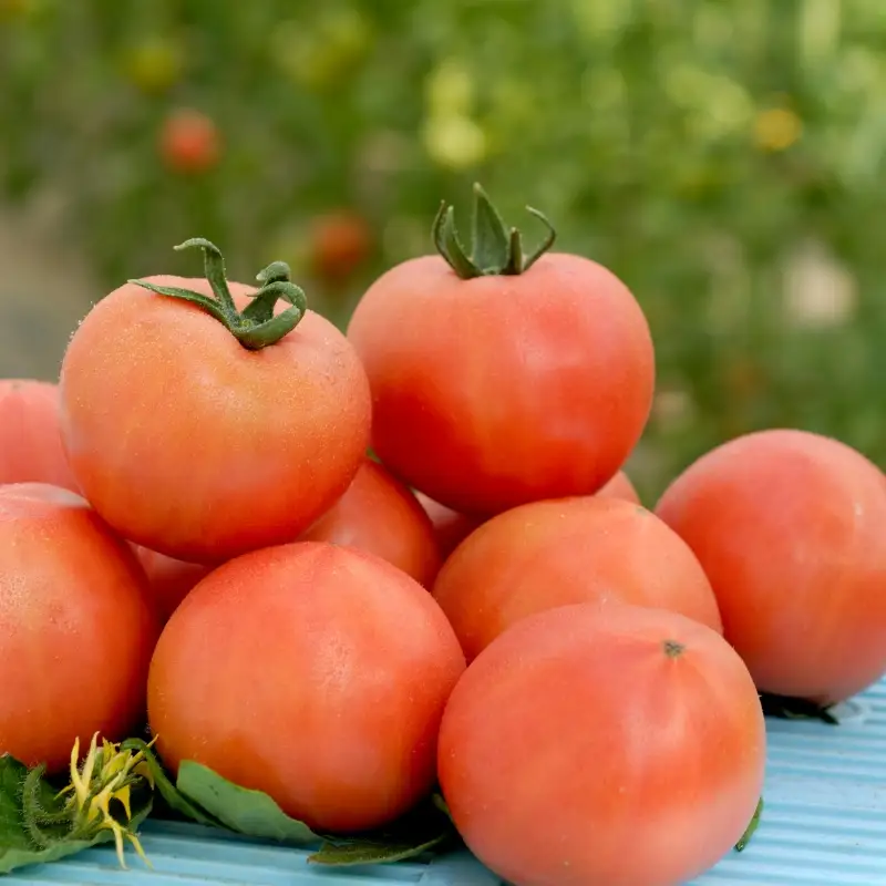 【糖度10度以上！】プレミアム麗月１kg ※沖縄・離島配送不可 / とまと 野菜 トマト【delf042】 