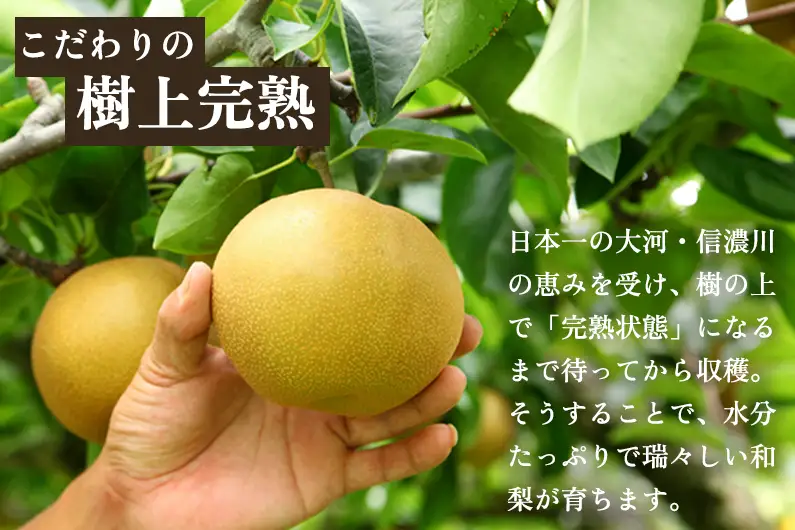 【2026年先行予約】【贈答用】新潟県産和梨 豊水 約3㎏（4～9玉）《9月上旬～順次出荷》 梨 豊水 ほうすい