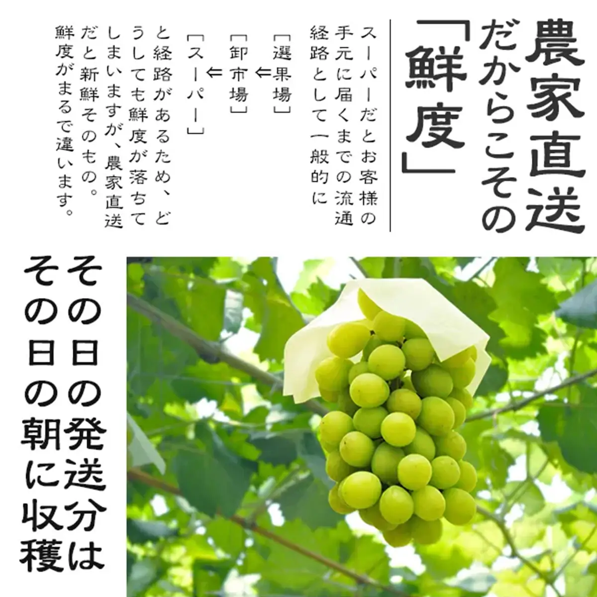 [先行予約] 神宮寺ぶどう シャインマスカット 2kg [0322]