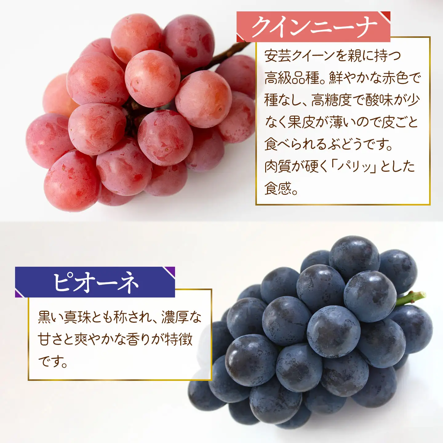 【令和8年産先行予約】 ぶどう詰め合わせ（品種おまかせ） 2kg（3～4房）　山形県鶴岡市　鶴岡中央青果　| ぶどう ブドウ 葡萄 果物 くだもの フルーツ 食べ比べ 2キロ 旬 期間限定 2026年産 人気 美味しい お取り寄せ 返礼品
