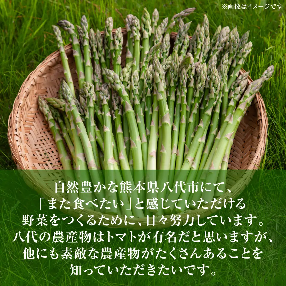 【先行予約】 アスパラガス 1.6kg（M～2Lサイズ混合） 野菜 【2026年6月上旬より順次発送】