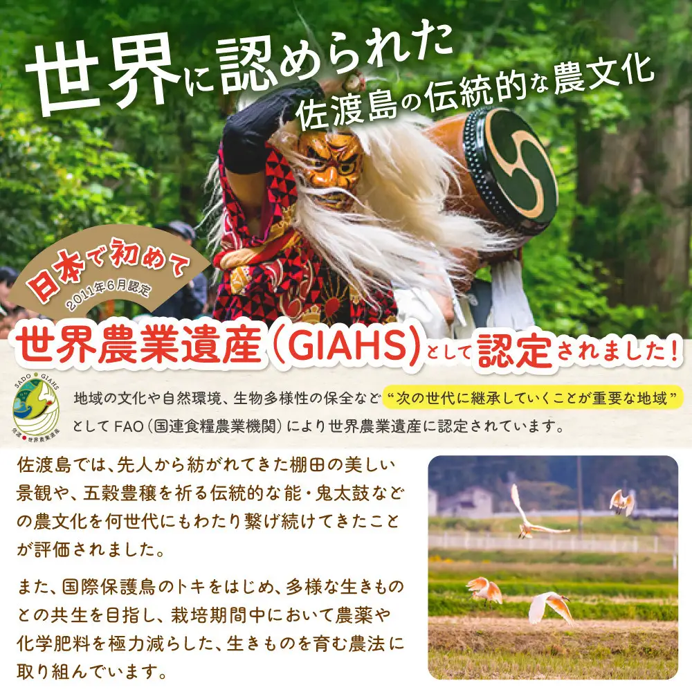 佐渡島産 川上さんのコシヒカリ 白米5kg 令和7年産 特別栽培米 【食の宝島佐渡】