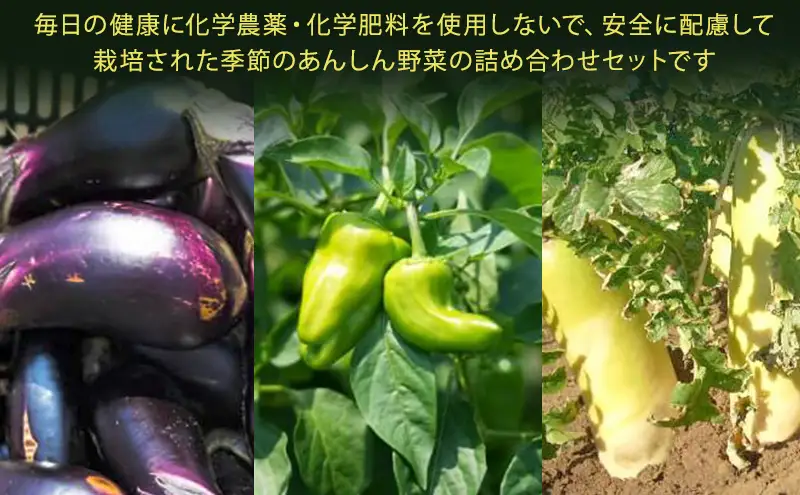 はまちゃん農園・季節のあんしん野菜 6品目セット | 三重県 津市産 こだわり野菜