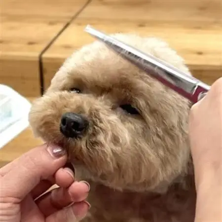 【Pet Club OCEAN】トリミングチケット(15.000円分)【1478779】