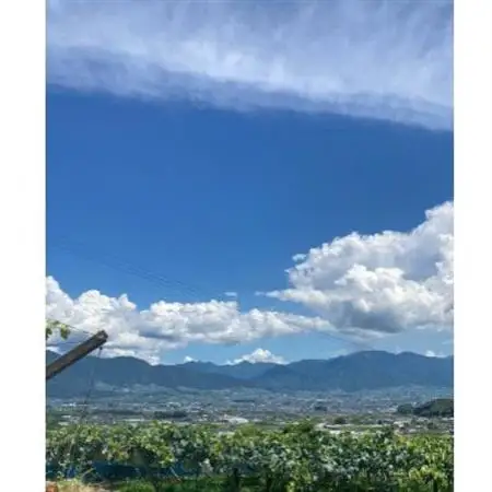 【発送月固定定期便】旬の巨峰+シャインマスカット2～3房(約1.5kg)全2回【配送不可地域：離島】【4084812】