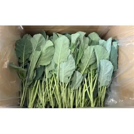 【訳あり】ソフトケール 1kg【TV紹介で大好評】おいしさで、ケールに革命を。【配送不可地域：離島】【1726973】
