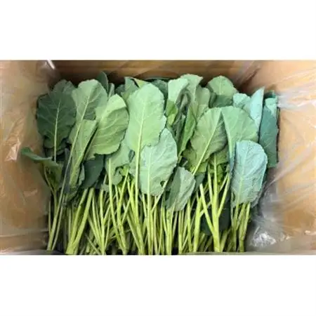 【訳あり】ソフトケール 3kg【TV紹介で大好評】おいしさで、ケールに革命を。【配送不可地域：離島】【1726996】