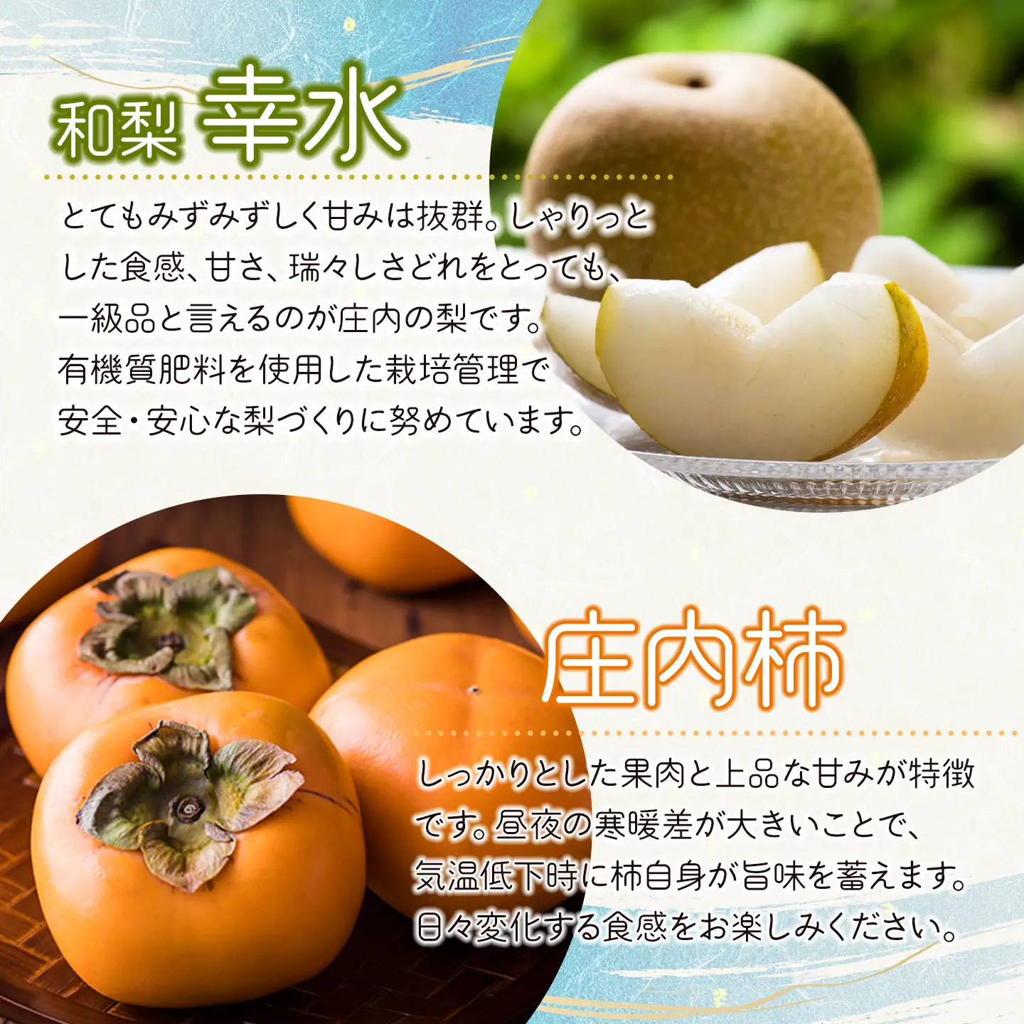 【令和8年産先行予約】 フルーツの定期便【5回お届け】　山形県鶴岡市　鶴岡中央青果　| 果物定期便 果物 くだもの フルーツ サクランボ メロン 梨 シャインマスカット 庄内柿 旬 2026年産 人気 美味しい お取り寄せ 返礼品