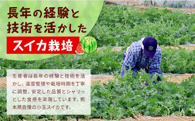 【先行予約】小玉スイカ 3～5玉 約4.5kg 日本フルーツ株式会社 《4月下旬-7月下旬頃出荷》 こだますいか 西瓜 すいか フルーツ 果物 くだもの 旬 熊本県 菊池市 熊本県産 くまもと