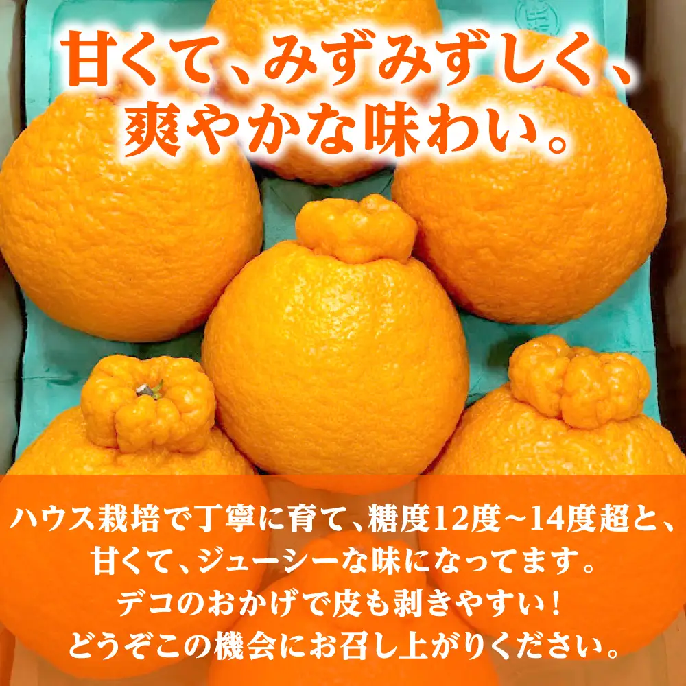 【先行予約】 不知火 約3kg しらぬい 柑橘  【2027年1月中旬より順次発送】