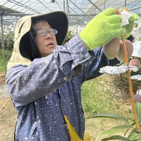 【2026年7月から順次発送・白箱】中城果樹園の完熟アップルマンゴー 良品1.0kg(2～3玉)【配送不可地域：離島】【1730473】
