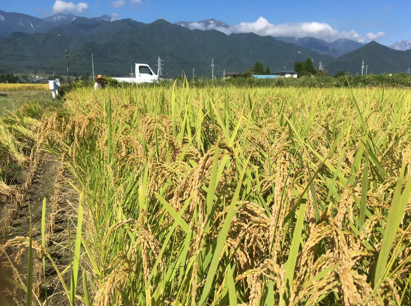 【令和8年産先行予約】『どじょうのいる田んぼのお米』コシヒカリ 白米 2kg | 馬場農園