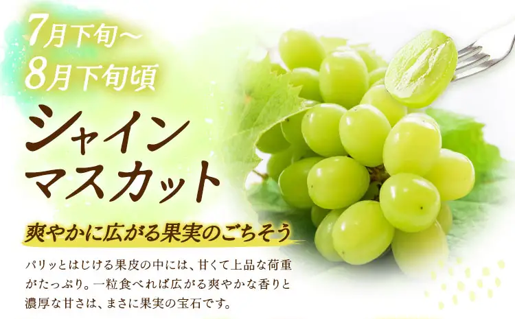 【5回定期便】先行予約 旬のフルーツ定期便 いちご メロン 梨 シャインマスカット 柿 日本フルーツ株式会社《2027年1月中旬-11月中旬頃出荷》熊本県 菊池市 果物 くだもの フルーツ デザート