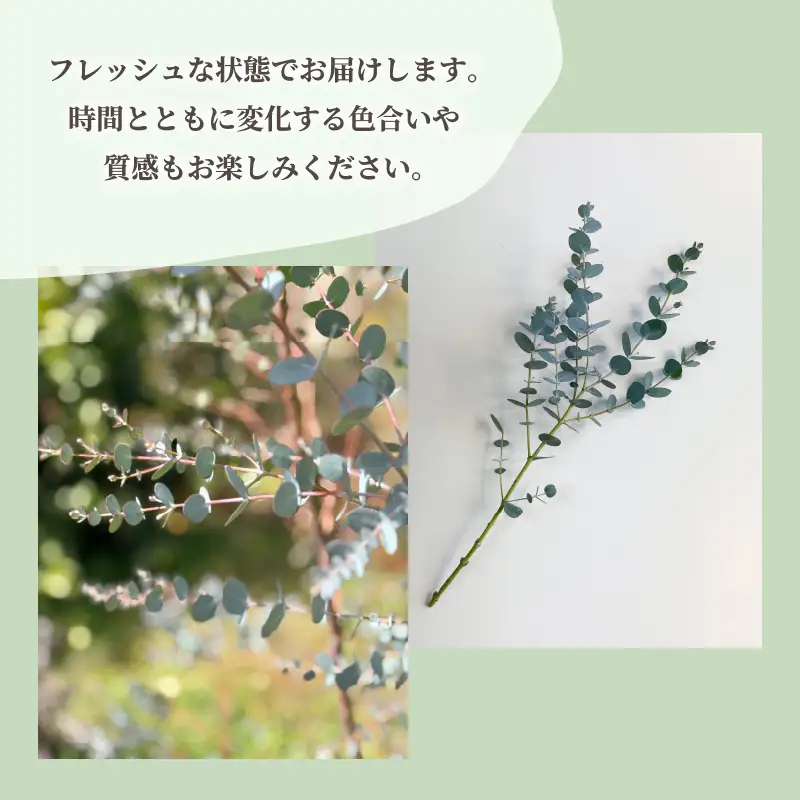 フレッシュ グニユーカリ スワッグ / 約30cm 約30本 | 【2026年9月上旬頃より順次発送予定】ユーカリ ゆーかり 【KNN009】