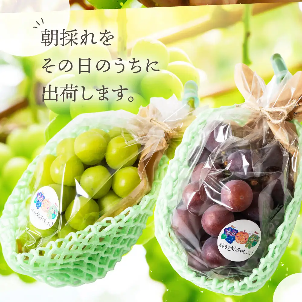 【先行予約】呉羽ぶどう　シャインマスカット＆ピオーネセット（各１房 計約1～1.2kg）