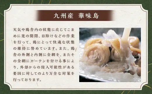 博多華味鳥水たき･もつ鍋セット （ 各3～4人前 ） 鶏肉 牛小腸 ぽん酢 つくね キャベツ 麺 鍋 お鍋 冷凍 出汁 ちゃんぽん 鍋料理 ちゃんぽん麺 スープ 鶏ハラミ 雑炊 モツ鍋 もつ鍋 水炊き
