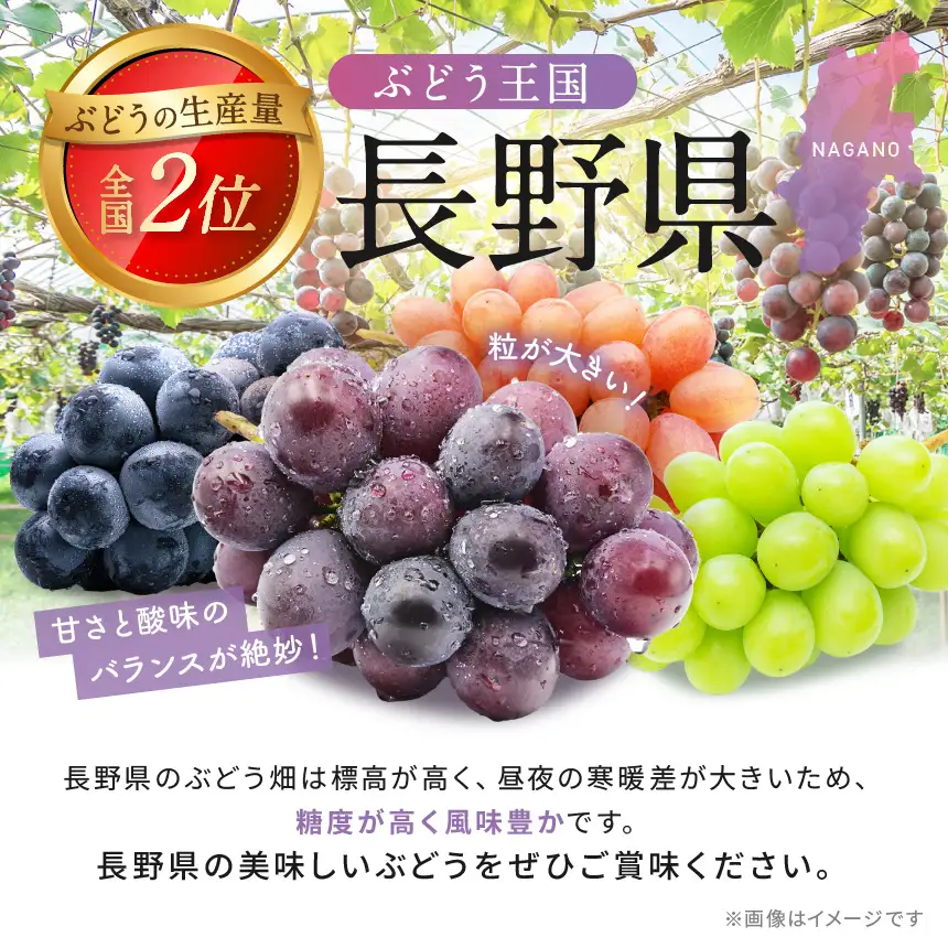 フルーツ定期便 3回