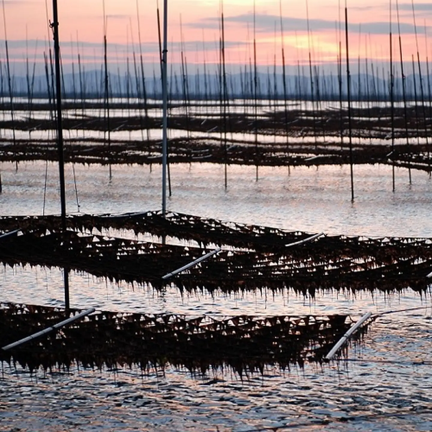 プレミアム佐賀海苔味付のり3袋セット：A095-052