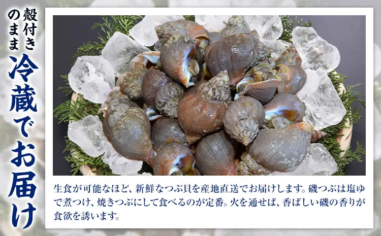 【活】エゾバイツブ 2.5kg 大津漁業協同組合直送 北海道 豊頃町産 産地直送 つぶ貝 つぶ 磯いぶ エゾバイ 期間限定：5月中旬-6月下旬発送 鮮度抜群