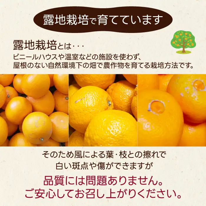 【数量限定☆先行受付】柑橘食べ比べ定期便（石地みかん・せとか） 各2.5kg フルーツ 果物 みかん オレンジ 産地直送 ジューシー 人気 濃厚 T10