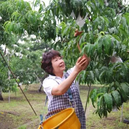 【2026年先行・8月中旬発送】　スイートネクタリン　約2kg(6～12個)【配送不可地域：離島・北海道・沖縄県・中国・四国・九州】【1730944】