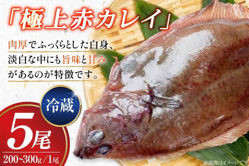 カレイ 能登の赤カレイ 5尾 (1尾200～300g) 計1kg程度 [小川水産 石川県 志賀町 sk17bdm840009]