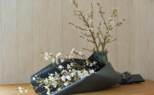 ≪12月下旬お届け≫山形県 新庄市産 啓翁桜 切り花（約80cm×10本程度） 2026年12月下旬から順次発送 新年 新春 元旦 正月 飾り 年末 年内 桜 さくら 植物 花 贈答 贈り物 ギフト プレゼント 自宅 家庭 F3S-2708