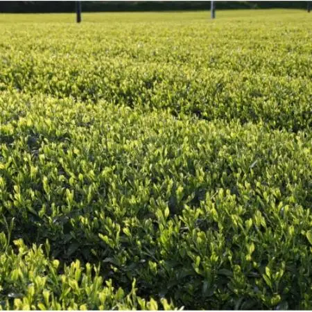 かけがわ茶(深蒸し茶)アルミ缶24本入り【配送不可地域：離島・沖縄県】【1670614】