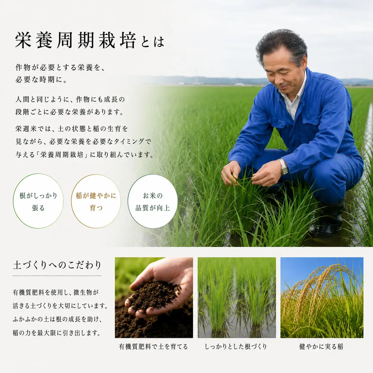 栄週米 乾田直まきササニシキ（精米）５kg（オリジナル布袋化粧箱入り）【isff003】